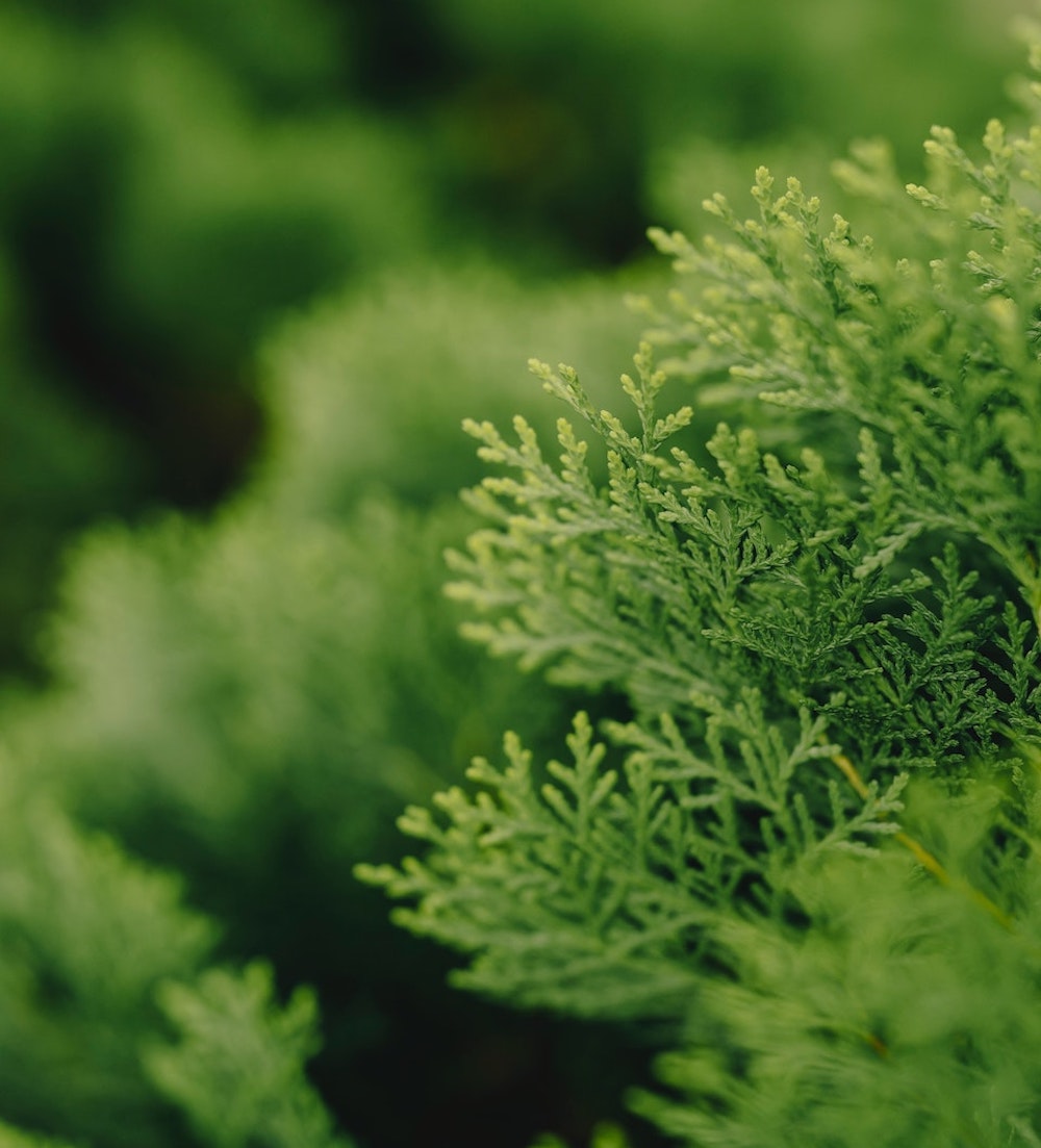 IPPUKU - DIFFUSER | WILD LAVENDER, FRANKINCENSE, HINOKI CYPRESS