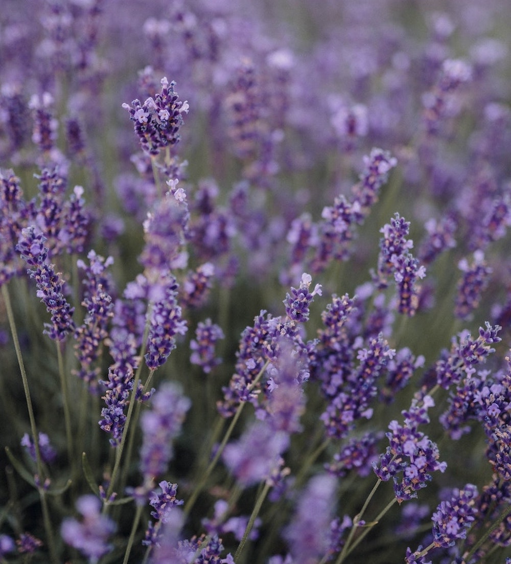 IPPUKU - CANDLE | WILD LAVENDER, FRANKINCENSE, HINOKI CYPRESS