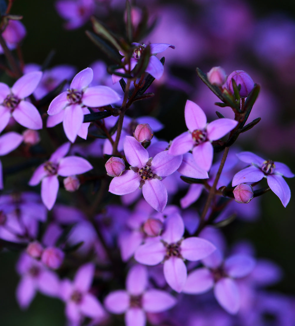 EIGA - CANDLE | FRESH ROSE, BLOOMING LILAC, WILD BORONIA