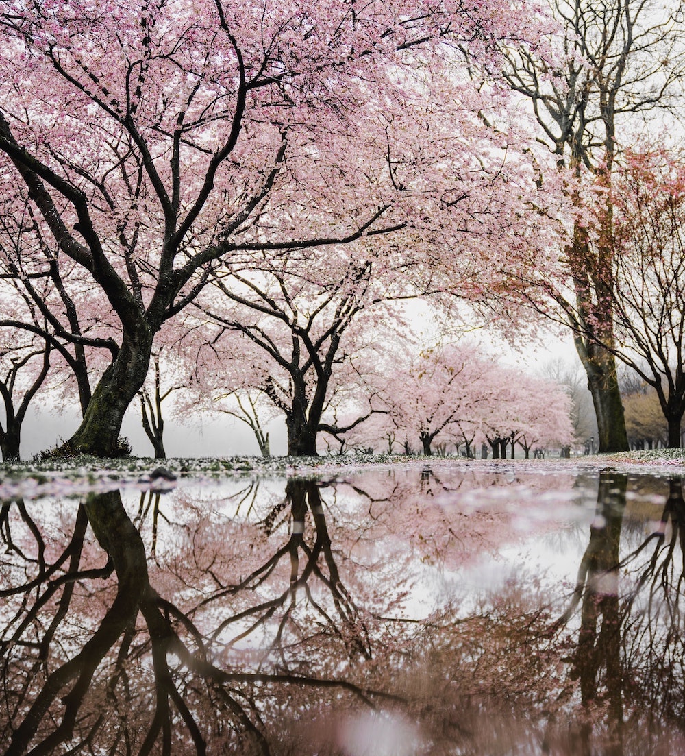 HIEI - DIFFUSER | JAPANESE CHERRY BLOSSOM, UME PLUM, INCENSE